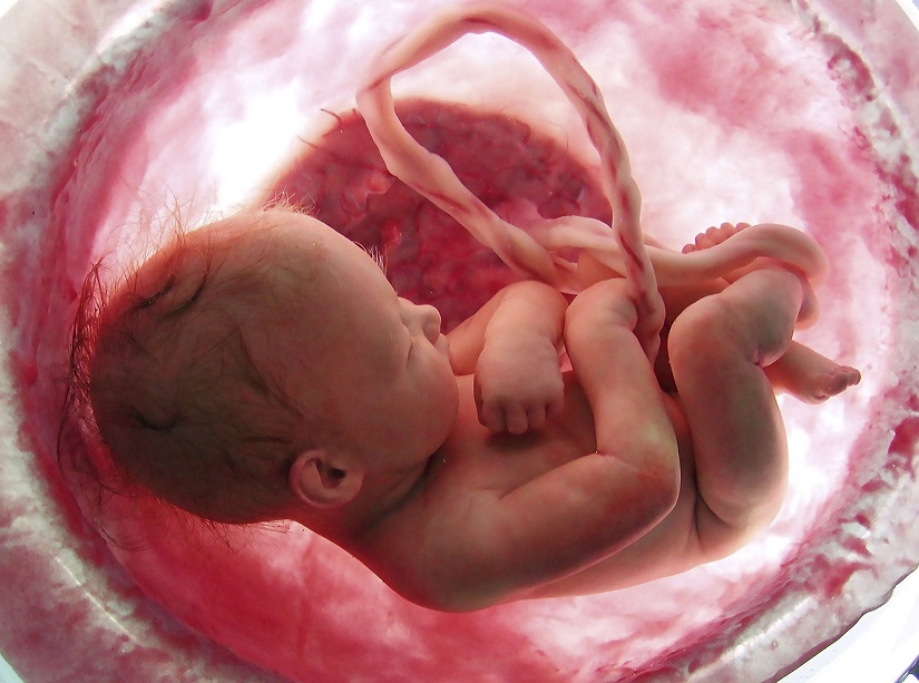 fetus in uter